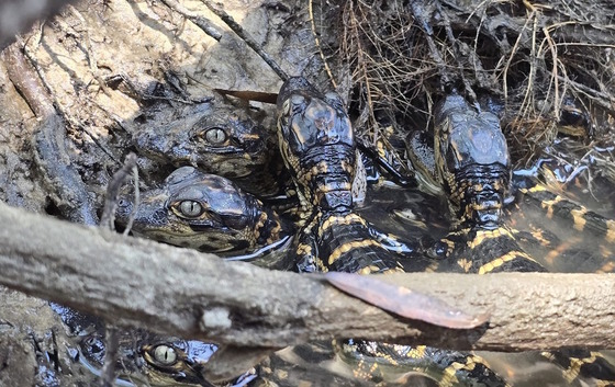 Young green-eyed, black with beige stripes alligators in brown water against a gray bank and roots