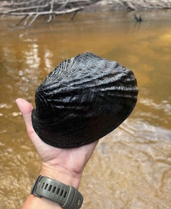 White hand holding big, dark, black, wrinkled looking mussel with tea-colored water in background