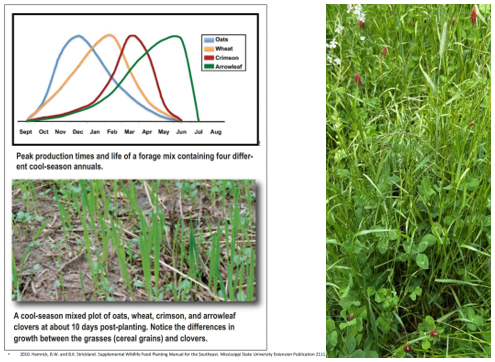 Clover peak production graph, cool-season mix of clover