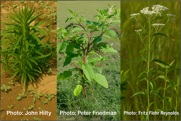 Plants for deer nutrition: horseweed, pokeweed and late boneset 