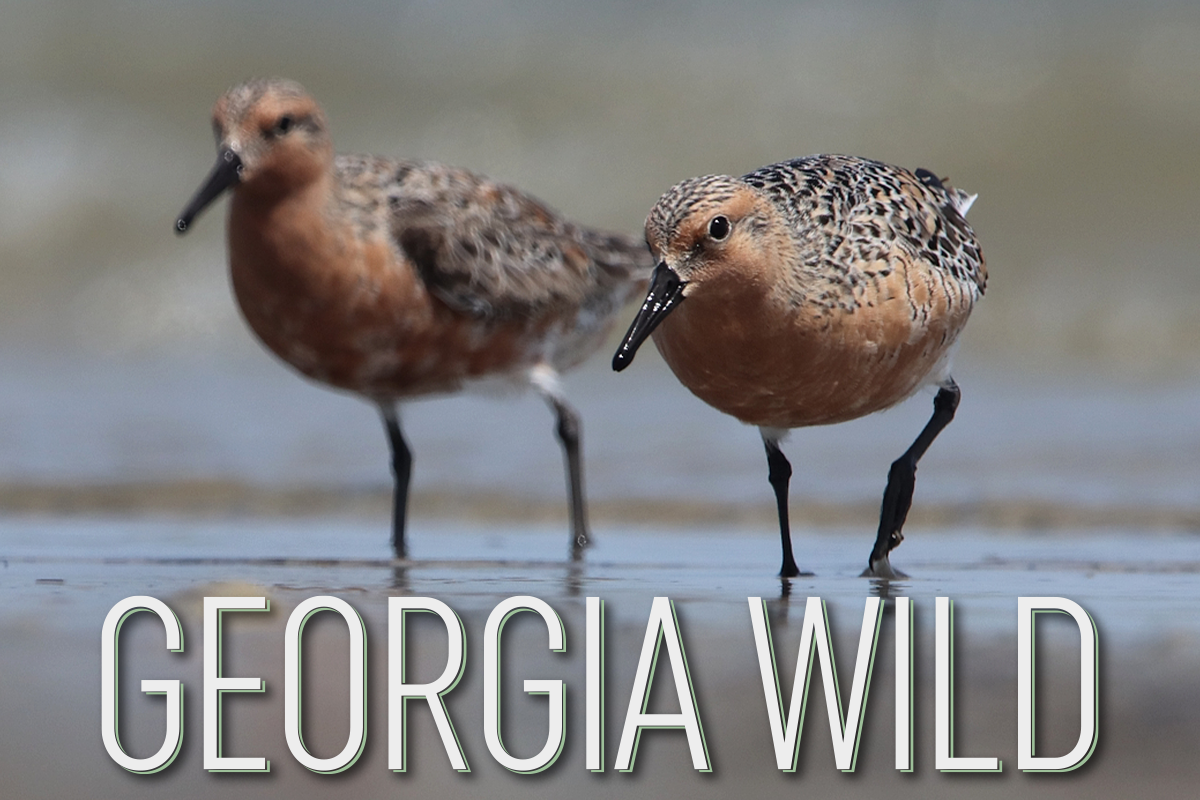Georgia Wild masthead with image of two rust-colored red knots against beige beach background