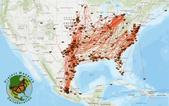 Light green/cream map of U.S. with red/orange paths of tracked monarchs