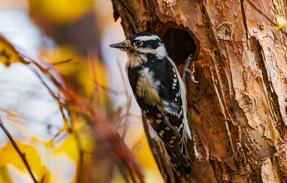 Black and white woodpecker on brown tree truck against yellow-dappled background
