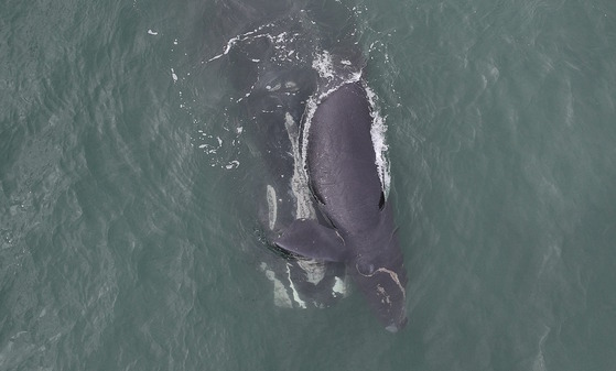 Aerial photo of gray mom and calf in gray-green ocean