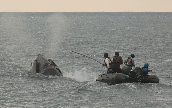 Staff in black boat on gray water with tan horizon trying to disentangle whale (seen as dark head on surface)