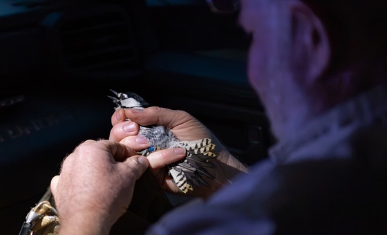 Man holding bird in dark, with light highlighting hands and the woodpecker