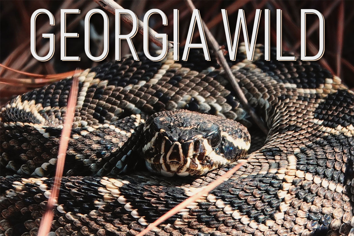Georgia Wild masthead: brown, black, cream rattlesnake coiled 