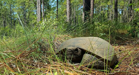 Gray gopher tortoise in green, brown vegetation