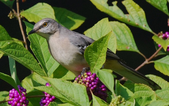 Gray mockingbird feeding on purple beautyberries against green leaves