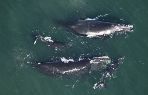 Aerial image of two mom whales and two calves, dark gray in blue-gray water