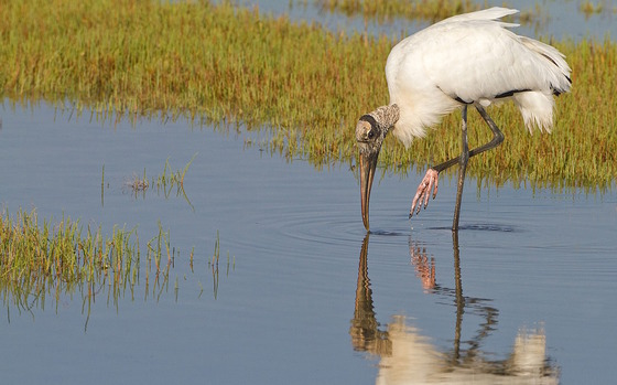White and gray wood stork foraging in shallow blue water against green-yellow marsh grass