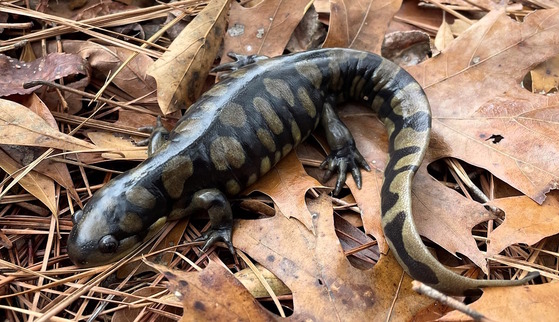 Fat black/olive spotted salamander against brown leaves