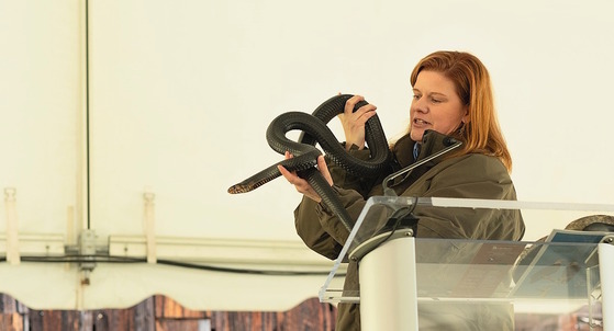 DNR staff in green coat holds up black eastern indigo snake during an educational talk