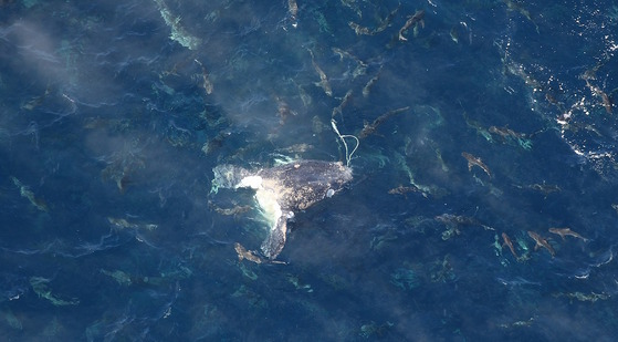 Aerial image of gray/white head of whale floating on blue ocean surrounded by silver-colored sharks