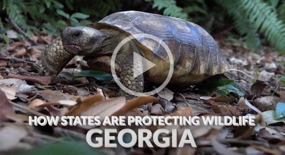 Screen shot of brown/gray gopher tortoise crawling on brown leaves and near green ferns
