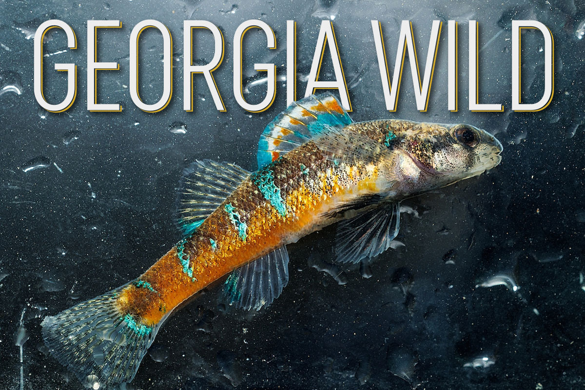Georgia Wild masthead: rust and blue trispot darter against gray/silver background of water drops (Doug Strickland/Tennessee Aquarium)