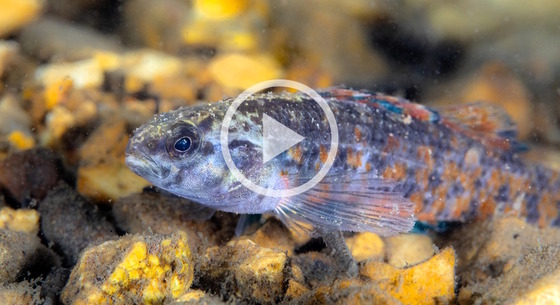 Multi-colored watercress darter against brown streambed (Ryan Hagerty/USFWS)