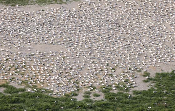 Aerial of royal tern colony nesting on Brunswick Bird Island