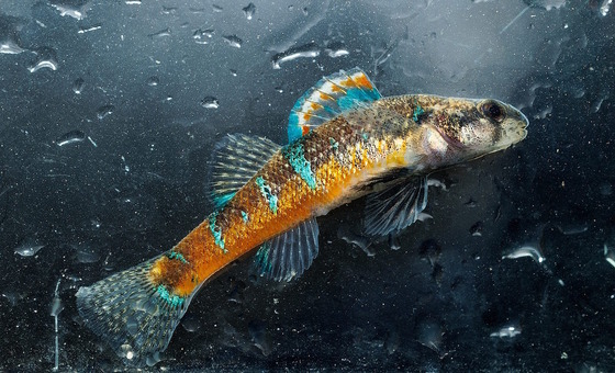 Bright-colored rust, blue and silver trispot darter against blue background of water drops
