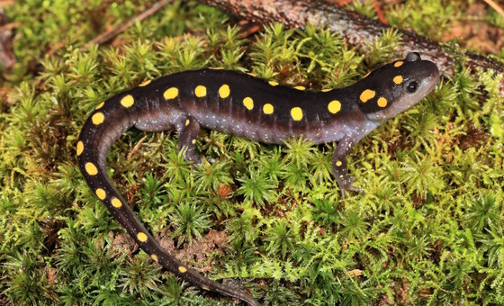 Brown and yellow spotted salamander on green moss