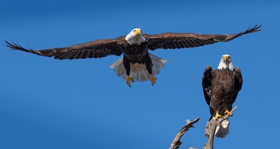Two bald eagles, one in flight, one perched on a snag against a deep blue sky