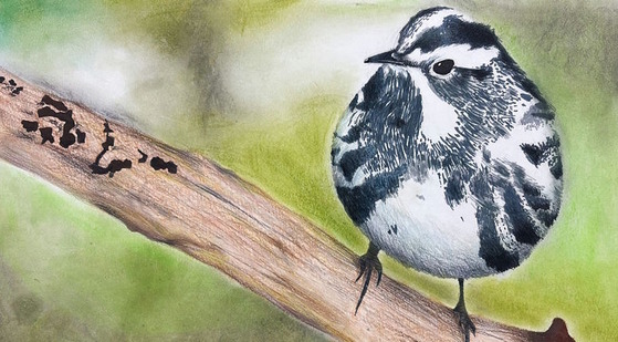 Drawing of a black-and-white warbler on a brown limb against a green background
