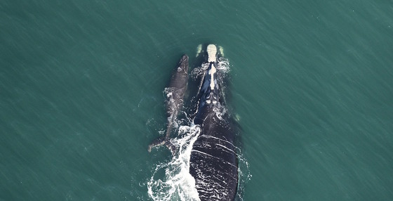 Dark gray right whale mother with calf against a dark gray/green sea
