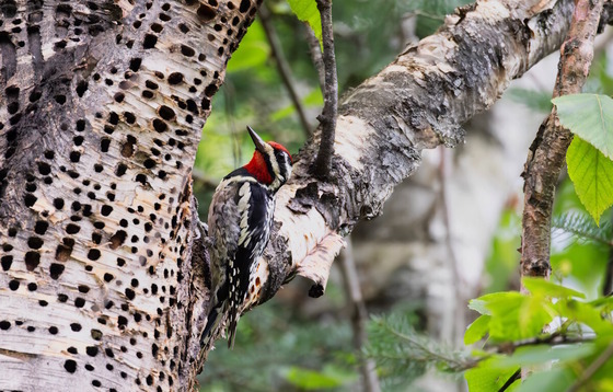 Yellow-bellied sapsucker on a birch tree lined with woodpecker holes