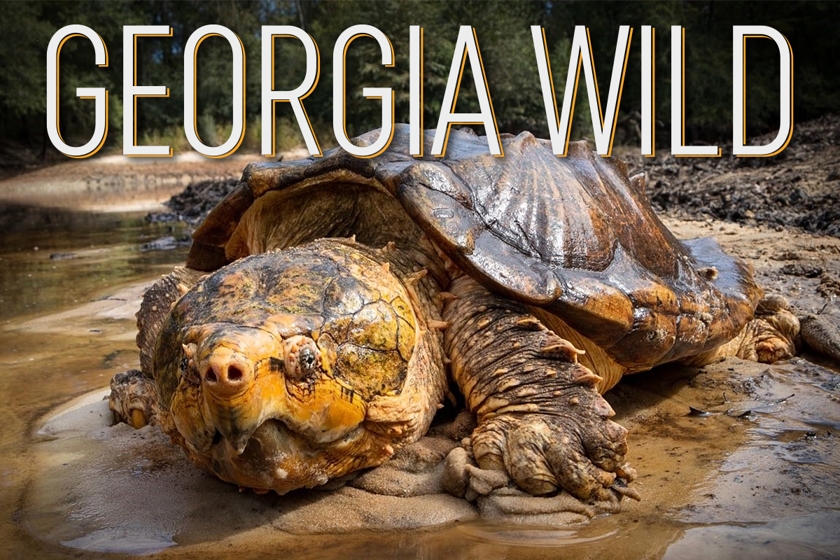 GaWild April Masthead: big male Suwannee alligator snapping turtle (Greg Brashear)