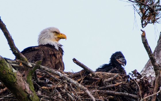 Adult eagle and eaglet in brown nest against blue-white sky