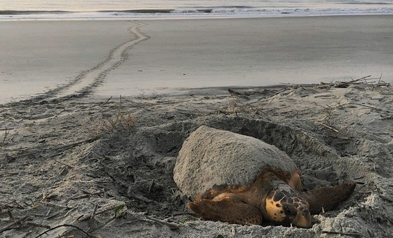 Gray, sandy loggerhead sea turtle nesting on gray-sand beach in early morning