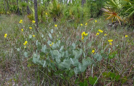 Green-grayish plant with small yellow blooms in green/tan pine flatwoods