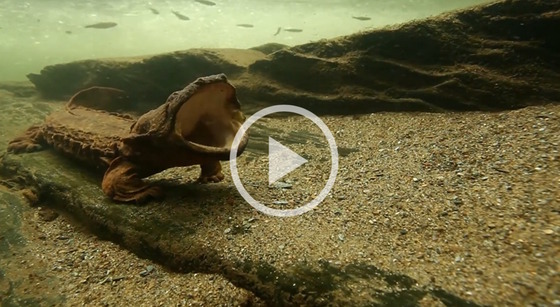 Video screen shot of brown hellbender with mouth open in brown rock and sand riverbed