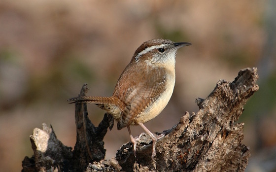 Brown/cream bird on brown background