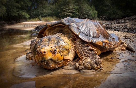 Big yellow-brown turtle on tan mud bank near tea-colored water