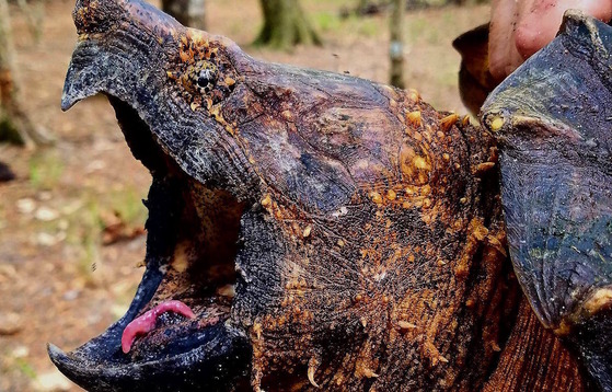 Brown/black turtle head with mouth gaping to show pink oral predatory lure
