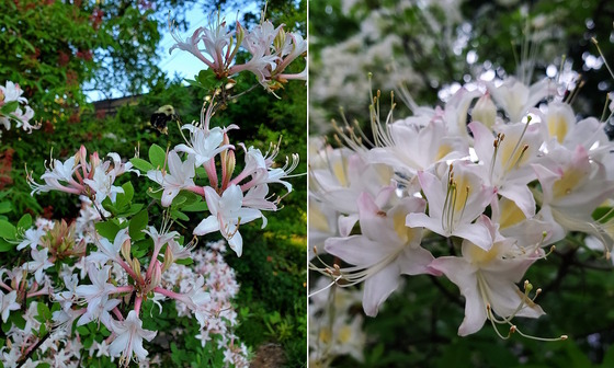 Side by side images of white and pink flower blooms