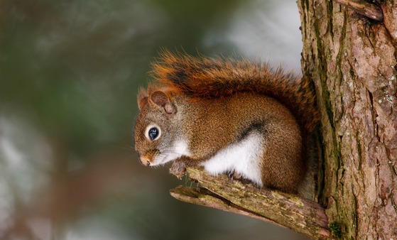 American red squirrel on short limb near brown tree trunk