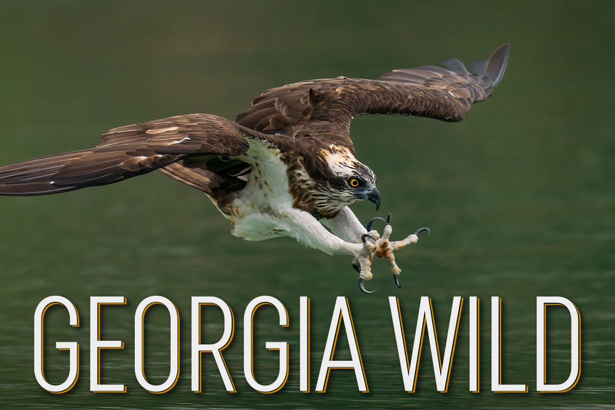 Georgia Wild masthead: Osprey diving with legs and talons outstretched