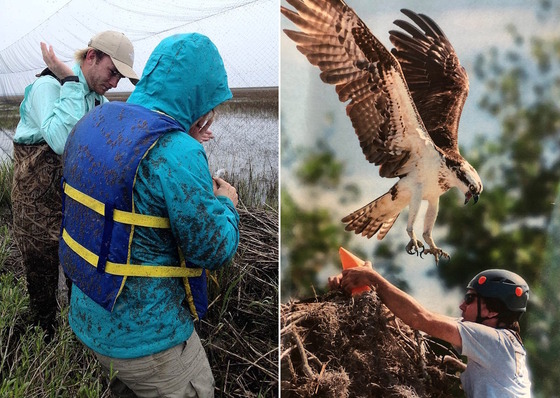 Two photos: left, staff with matts of sand gnats on clothes; right, osprey diving on staff