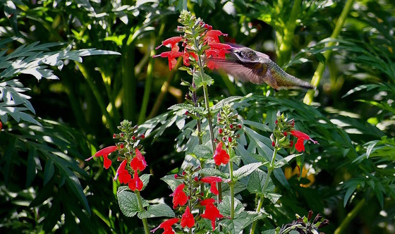 Gray/green humming feeding at rose/red flower with green foliage in background