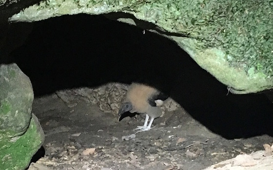 Gray/black young vulture in cave opening