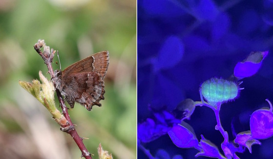 Two photos: small, brownish butterfly on left, violet glowing caterpillar at night on right