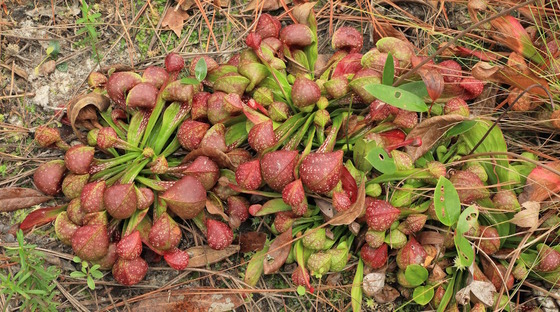 Cluster of low, orange and green pitcherplants