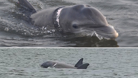 Two photos: top, gray dolphin head with white scar on neck; bottom, distant shot of scarred dolphin and another