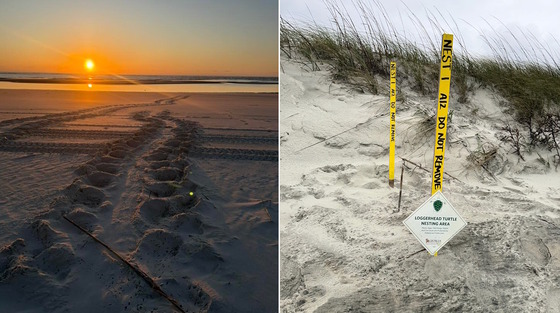 Two photos: left, tracks on beach at dawn; right, nest marked by brown stake on white sand