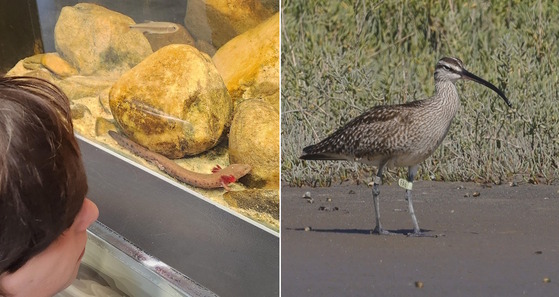 Two photos: left, mudpuppy against yellowish rocks in aquarium; brown, speckled shorebird on gray mud