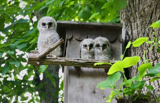 Three white/gray-feathered, black-eyed barred owl young near a nest box in a green-leafed tree