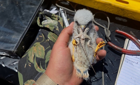 Kestrel chick being held on back, with part of a fence lizard still in its beak