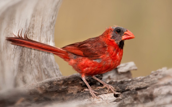 Bright red northern cardinal with few feathers on its head and black skin showing through